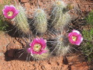 photo thumbnail #4
