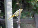 photo thumbnail #3