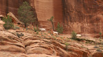 2015-05-02 :3: Canyon de Chelly via Spider Rock :: VolcanoCLMBR