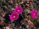 photo thumbnail #4
