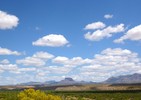 2015-05-09 :: Thatcher to Marana : the Long Way :: kingsnake
