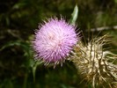 photo thumbnail #12