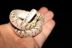 photo thumbnail #6