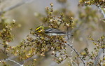 photo thumbnail #14