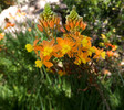 photo thumbnail #12