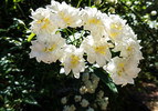 photo thumbnail #15