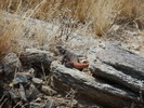photo thumbnail #1