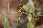 photo thumbnail #11