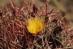 photo thumbnail #3