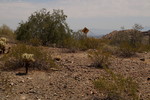 photo thumbnail #15