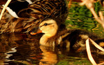 photo thumbnail #5