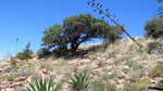 photo thumbnail #11