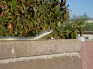 photo thumbnail #11