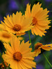 photo thumbnail #11