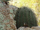 photo thumbnail #13