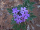 photo thumbnail #5