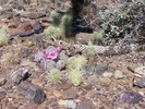 photo thumbnail #10