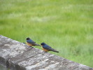 photo thumbnail #6