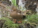 photo thumbnail #8