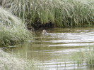2015-05-24 :2: Mary E Theler Wetlands Nature Preserve Trail :: sagamihara_hiker