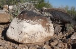 photo thumbnail #4