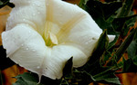 photo thumbnail #15