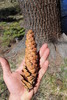 photo thumbnail #10