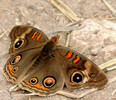 photo thumbnail #13