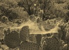 photo thumbnail #12