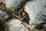 photo thumbnail #14