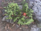 photo thumbnail #7