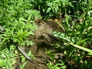 photo thumbnail #14