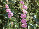 photo thumbnail #11