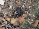 photo thumbnail #13