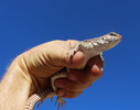 photo thumbnail #3
