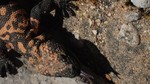 photo thumbnail #15