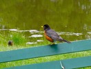 photo thumbnail #3