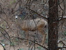 photo thumbnail #15