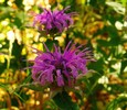 photo thumbnail #14