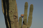 photo thumbnail #9