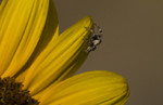 photo thumbnail #13