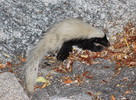 photo thumbnail #4