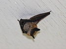 photo thumbnail #7