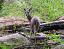 photo thumbnail #10