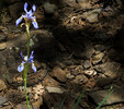 photo thumbnail #12