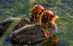 photo thumbnail #5