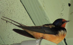 photo thumbnail #8