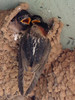 2015-06-03 :3: Rim Country Birding and Stuff :: outdoor_lover