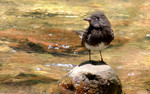 photo thumbnail #15
