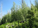 photo thumbnail #3